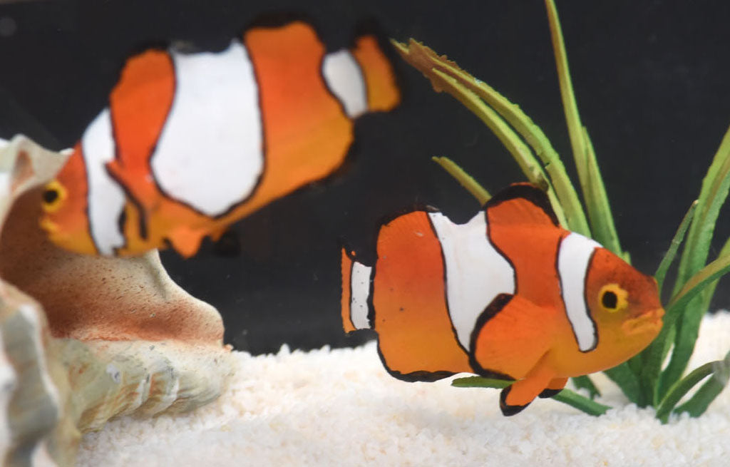 [New Product Release] 1/4 Scale Ocellaris Clownfish (Amphiprion ocellaris)